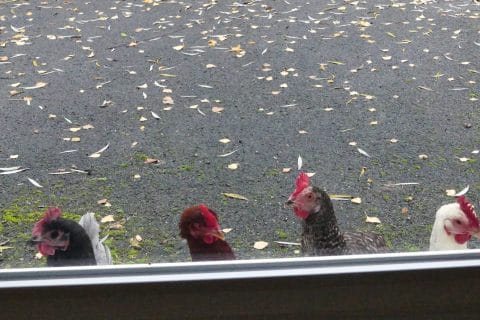 Cliquez pour zoomer ! Photo de nadinemarie Thermomix par nadinemarie