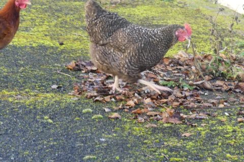 Cliquez pour zoomer ! Photo de nadinemarie Thermomix par nadinemarie