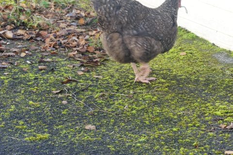 Cliquez pour zoomer ! Photo de nadinemarie Thermomix par nadinemarie