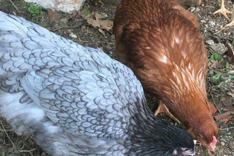 Cliquez pour zoomer ! Photo de avalon83