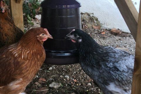 Cliquez pour zoomer ! Photo de avalon83