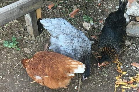 Cliquez pour zoomer ! Photo de avalon83