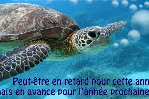 Cliquez pour zoomer ! Photo de avalon83