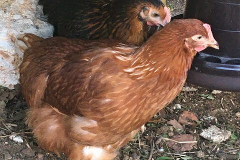 Cliquez pour zoomer ! Photo de avalon83