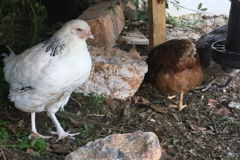 Cliquez pour zoomer ! Photo de avalon83