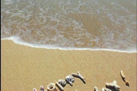 Cliquez pour zoomer ! Photo de Coconini