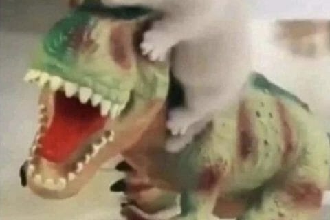 Cliquez pour zoomer ! Photo de Coconini