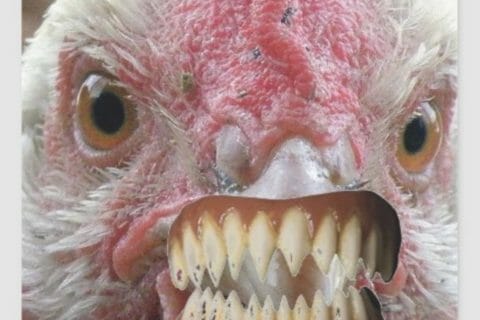 Cliquez pour zoomer ! Photo de Coconini3869