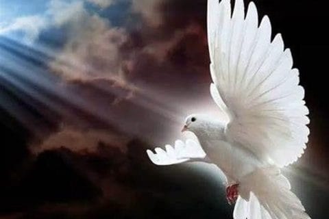 Cliquez pour zoomer ! Photo de Coconini