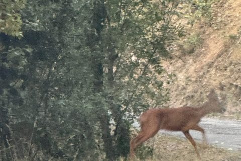 Cliquez pour zoomer ! Photo de Coconini