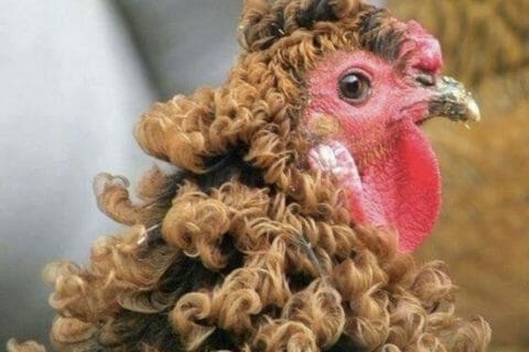 Cliquez pour zoomer ! Photo de Coconini3869