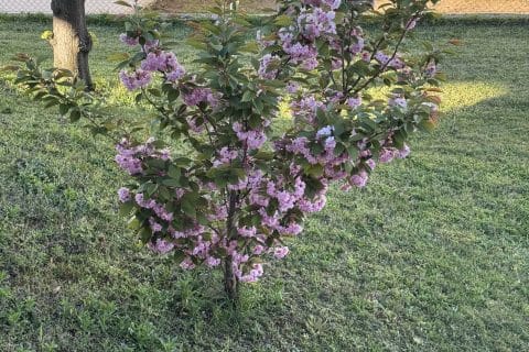 Cliquez pour zoomer ! Photo de Coconini