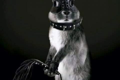 Cliquez pour zoomer ! Photo de Coconini3869