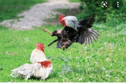 Cliquez pour zoomer ! Photo de nanou050885