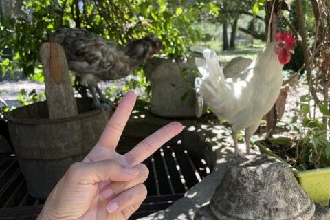 Cliquez pour zoomer ! Photo de nanou050885