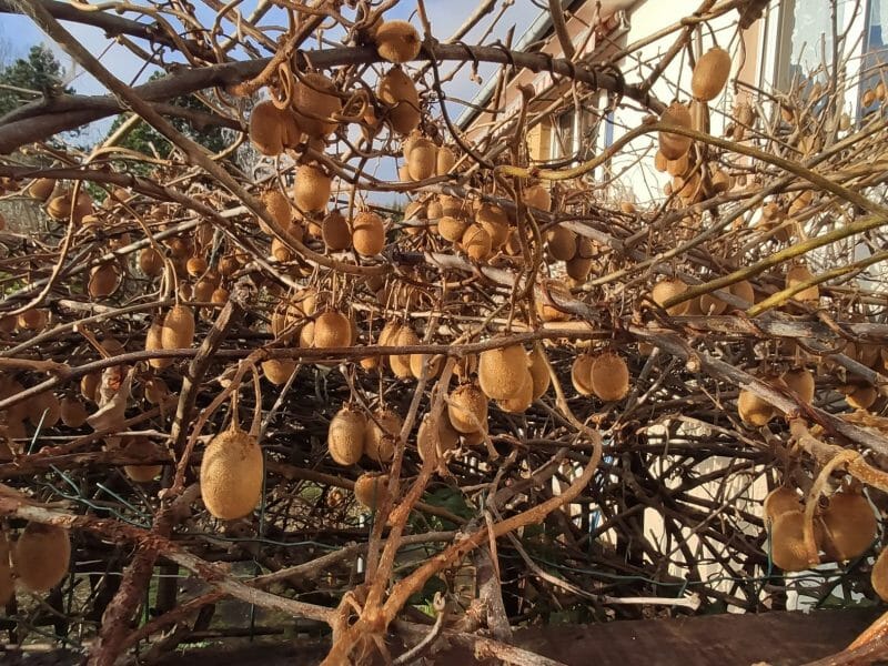 Cliquez pour zoomer ! Confiture kiwis bananes Thermomix par rouxyvi