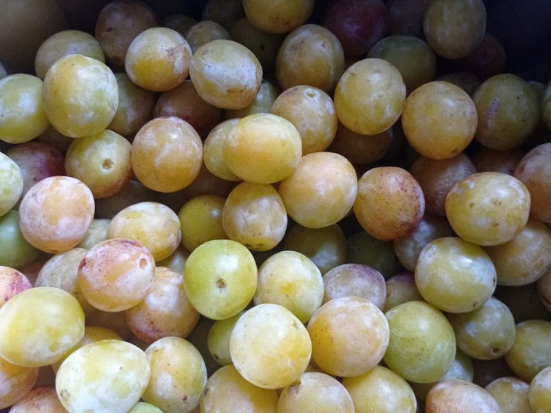 Cliquez pour zoomer ! Clafoutis aux mirabelles Thermomix par carambar10