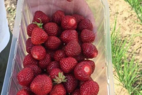 Photos des recettes