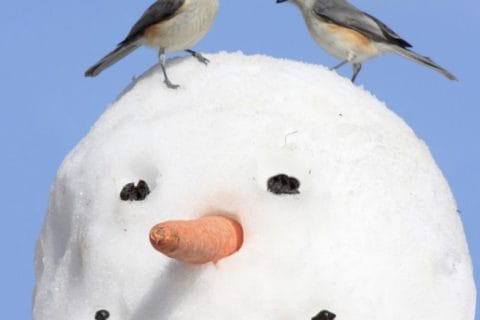 Cliquez pour zoomer ! Photo de patipata