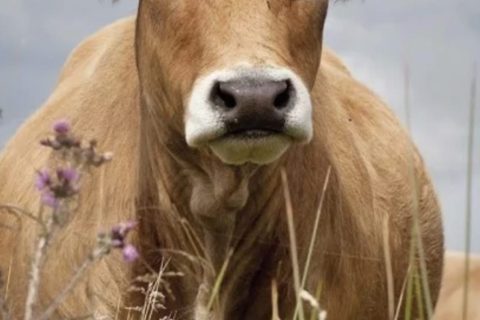 Cliquez pour zoomer ! Photo de patipata Thermomix par patipata