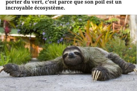 Cliquez pour zoomer ! Photo de patipata