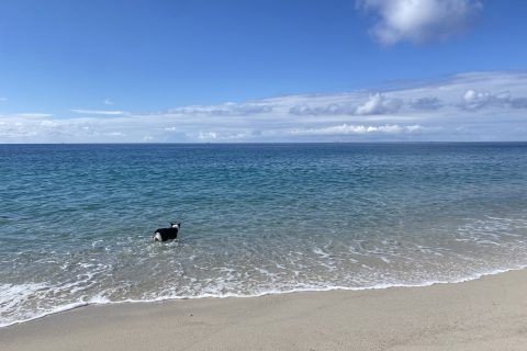 Cliquez pour zoomer ! Photo de patipata