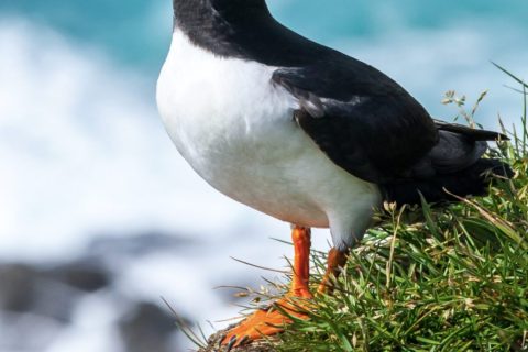 Cliquez pour zoomer ! Photo de patipata