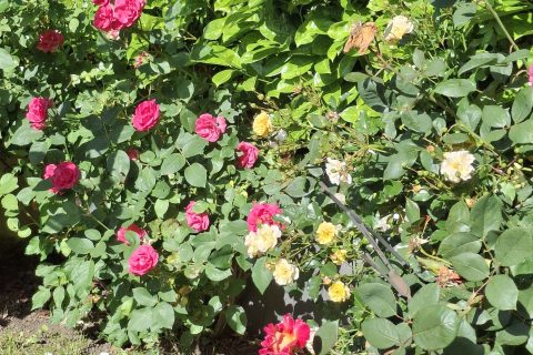 Cliquez pour zoomer ! Photo de mariepoppins77
