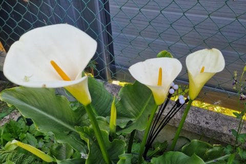 Cliquez pour zoomer ! Photo de mariepoppins77