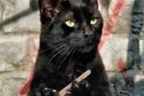 Cliquez pour zoomer ! Photo de mariepoppins77