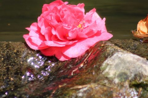 Cliquez pour zoomer ! Photo de marie