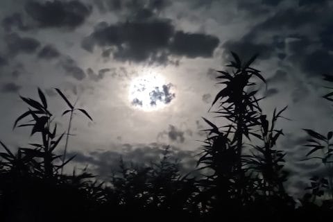 Cliquez pour zoomer ! Photo de marie