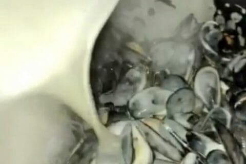 Cliquez pour zoomer ! Moules sauce au roquefort Thermomix par Khaola