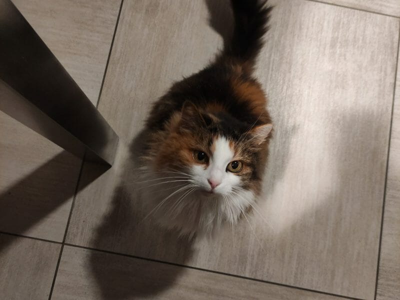 Cliquez pour zoomer ! Croque cake Thermomix par Kris Tel 49