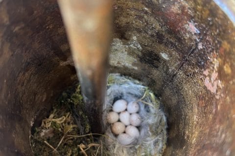 Cliquez pour zoomer ! Photo de cricridu10 Thermomix par cricridu10