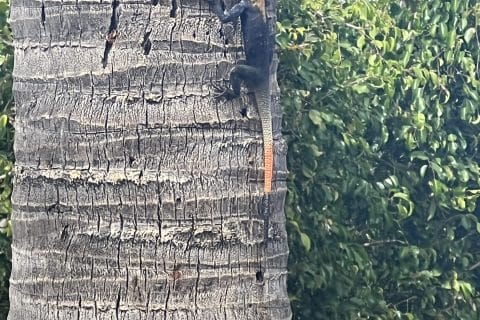 Cliquez pour zoomer ! Dinde massalé coco Thermomix par cricridu10