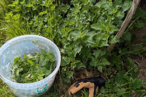 Cliquez pour zoomer ! Soupe d’orties Thermomix par elenajalan