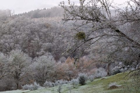 Cliquez pour zoomer ! Salade de chou-rave, carotte et pomme Thermomix par elenajalan