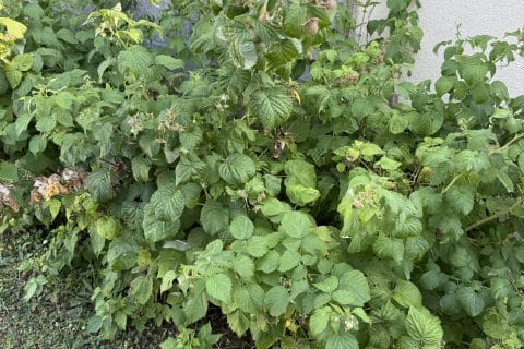 Cliquez pour zoomer ! Sorbet framboise Thermomix par Frantz