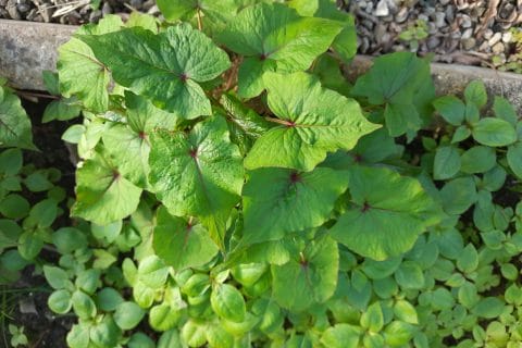 Cliquez pour zoomer ! Photo de BobbieRookmoot