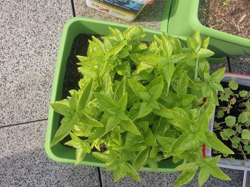 Cliquez pour zoomer ! Pesto Thermomix par jeremy570