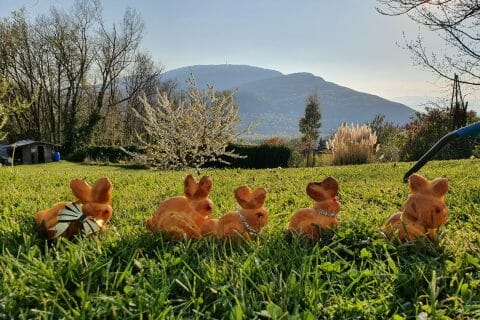 Cliquez pour zoomer ! Brioches lapin de Pâques au Thermomix