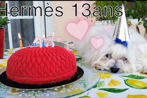 Cliquez pour zoomer ! Bavarois aux framboises Thermomix par L'Alsacienne