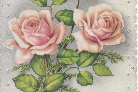 Cliquez pour zoomer ! Photo de naturailes