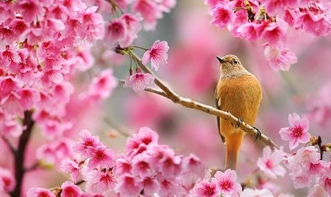 Cliquez pour zoomer ! Photo de naturailes