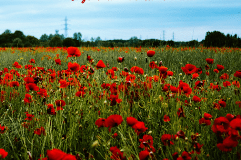 Cliquez pour zoomer ! Photo de naturailes