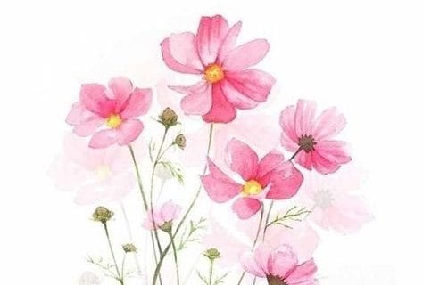 Cliquez pour zoomer ! Photo de naturailes