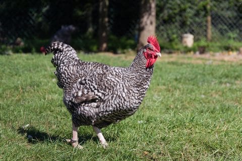 Cliquez pour zoomer ! Photo de naturailes