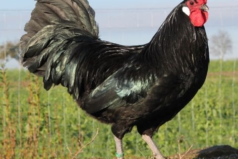 Cliquez pour zoomer ! Photo de naturailes