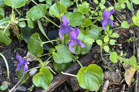 Cliquez pour zoomer ! Photo de MarionBlanc